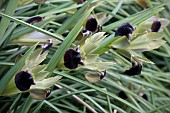 IRIS TUBEROSA, (SYN. HERMODACTYLUS TUBEROSUS)