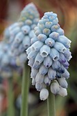 MUSCARI ARMENIACUM, VALERIE FINNIS