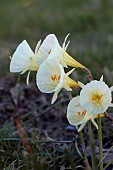 NARCISSUS BULBOCODIUM