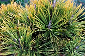 PINUS MUNGO WINTER GOLD
