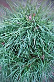 PINUS SYLVESTRIS BLUE PEARL (GABPIN01)