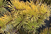 PINUS SYLVESTRIS GOLD COIN