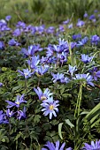 ANEMONE BLANDA