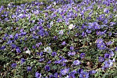 ANEMONE BLANDA