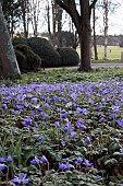 ANEMONE BLANDA