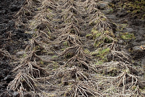 ASPARAGUS_OFFICINALIS_GIJNLIM