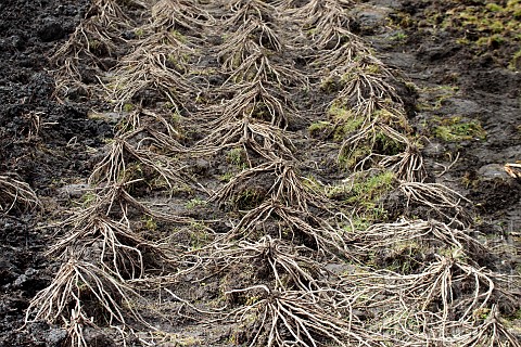 ASPARAGUS_OFFICINALIS_GIJNLIM