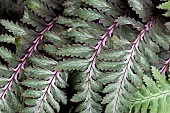 ATHYRIUM NIPONICUM METALLICUM  PICTUM