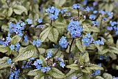 BRUNNERA MACROPHYLLA JACK FROST