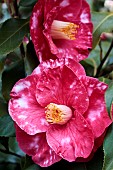 CAMELLIA JAPONICA LADY VANSITTART