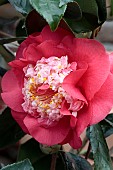 CAMELLIA JAPONICA R L WHEELER