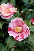 CAMELLIA JAPONICA