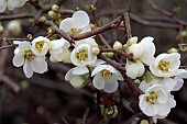 CHAENOMELES  JAPONICA NIVALIS