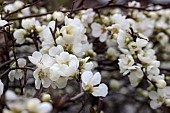 CHAENOMELES  JAPONICA NIVALIS