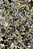 COROKIA X VIRGATA SUNSPLASH