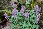 CORYDALIS SOLIDA