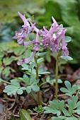 CORYDALIS SOLIDA