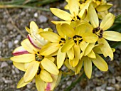 IXIA CONQUEROR