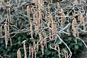 CORYLUS MAXIMA KENTISH COB