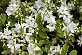 EXOCHORDA RACEMOSA MAGICAL SPRINGTIME (KOLMASPRIT)