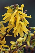 FORSYTHIA X INTERMEDIA LYNWOOD VARIETY