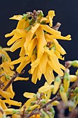 FORSYTHIA X INTERMEDIA LYNWOOD VARIETY