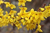 FORSYTHIA X INTERMEDIA WEEK END (COURTALYN)