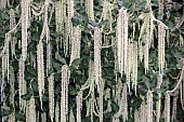 GARRYA ELLIPTICA