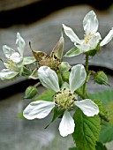 LOGANBERRY FLOWERS (RUBUS LOGANOBACCUS)