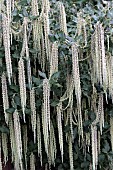 GARRYA ELLIPTICA