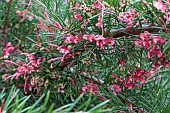 GREVILLEA JUNIPERINA