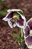 HELLEBORUS X HYBRIDUS ASHWOOD GARDEN HYBRIDS