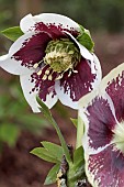 HELLEBORUS X HYBRIDUS ASHWOOD GARDEN HYBRIDS