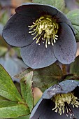 HELLEBORUS X HYBRIDUS DEEP SLATE GREY