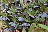 HELLEBORUS X HYBRIDUS DEEP SLATE GREY