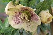 HELLEBORUS X HYBRIDUS SINGLE CREAM SPOTTED