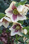 HELLEBORUS X HYBRIDUS SINGLE WHITE SPOTTED