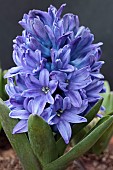 HYACINTHUS ORIENTALIS BLUE STAR