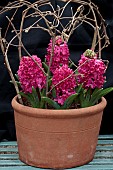 HYACINTHUS ORIENTALIS JAN BOS