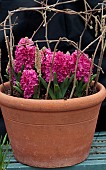 HYACINTHUS ORIENTALIS JAN BOS