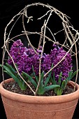 HYACINTHUS ORIENTALIS WOODSTOCK