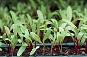 PACK-GROWN CHARD