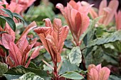 PHOTINIA SERRATIFOLIA PINK CRISPY (OPLOO5)