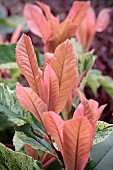 PHOTINIA SERRATIFOLIA PINK CRISPY (OPLOO5)