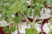 DELPHINIUMS PROPAGATION METHOD