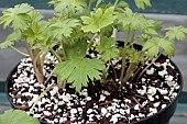 DELPHINIUMS PROPAGATION METHOD