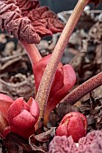 RHEUM PALMATUM ATROSAMGUNEUM