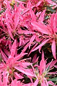 RHODODENDRON STENOPETALUM LINEARFOLIUM STAR STYLE PINK