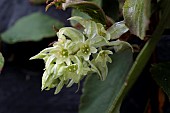 RIBES LAURIFOLIUM