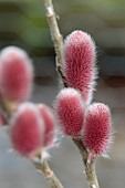 SALIX GRACILISTYLA MOUNT ASO